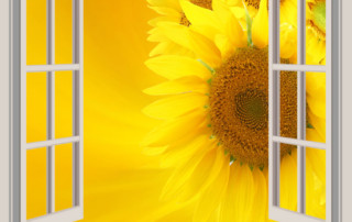 Sunflowers follow the sun